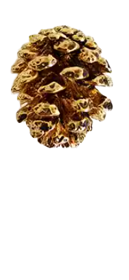 SOLID BRASS CABINET KNOBS - Image 2