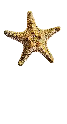 SOLID BRASS CABINET KNOBS - Image 2